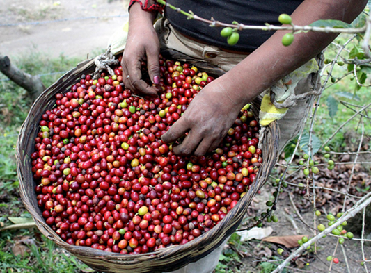 Fresh Coffee from Rwanda and El Salvador